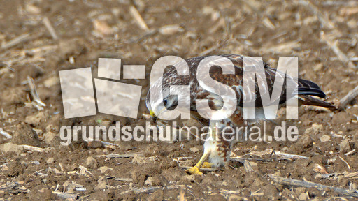 Mäusebussard_ (10).jpg